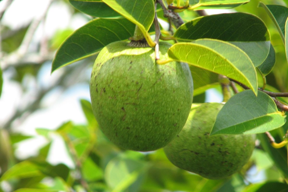 Une plante “miracle” dans la commune d’Anse-Rouge
